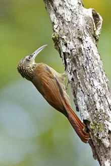 Images Dated 2nd November 2015: Cocoa Woodcreeper