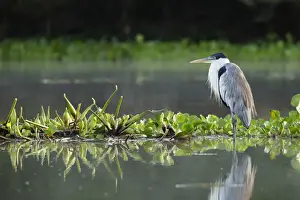 Cocoi heron (Ardea cocoi)