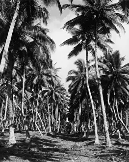 Coconut Grove