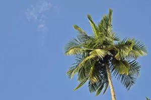 Coconut Palm -Cocos nucifera-, Tangalle, Sri Lanka, Ceylon, Asia