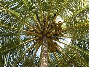 Coconut palm -Cocos nucifrea-, worm s-eye view, Playa Carryllo, Nicoya Peninsula, Costa Rica, Central America