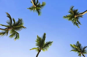 Images Dated 1st June 2010: Coconut palms -Cocos nucifera-, Dominican Republic, Caribbean