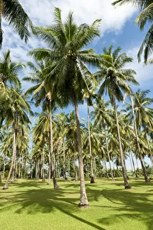 Palm Collection: Coconut Palms -Cocos nucifera- on a plantation, coconut cultivation, Khao Lak, Phang Nga Province