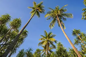Coconut Palm Prints: Coconut Palms -Cocos nucifera- and Screwpines -Pandanus tectorius-, Sulawesi, Indonesia