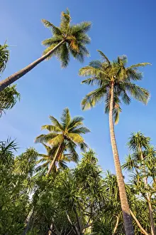 Coconut Palms -Cocos nucifera- and Screwpines -Pandanus tectorius-, Sulawesi, Indonesia