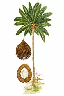 Images Dated 25th November 2018: The coconut tree (Cocos nucifera)