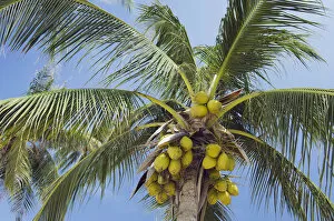 Images Dated 16th March 2012: Coconuts on a Coconut Palm -Cocos nucifera-, Chaweng Beach, Ko Samui, Thailand
