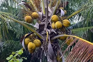 Images Dated 30th July 2014: Coconuts on a Coconut Palm -Cocos nucifera-, Lovina, North Bali, Bali, Indonesia