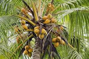 Palmaceae Gallery: Coconuts on a coconut palm -Cocos nucifera-, Ubud, Bali, Indonesia