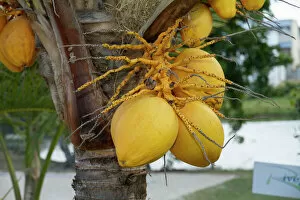 Yellow Gallery: Coconuts -Cocos nucifera- growing on tree, Mauritius