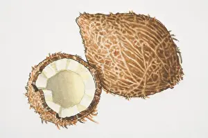 Fan Palm Tree Prints: Cocos, one and a half Coconuts
