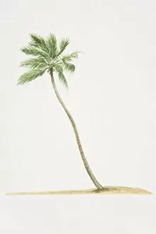 Palm Tree Gallery: Cocos nucifera, Coconut Palm tree with trunk growing diagonally out of ground
