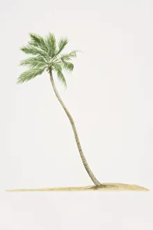 Images Dated 28th June 2006: Cocos nucifera, Coconut Palm tree with trunk growing diagonally out of ground