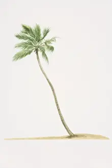 Palm Tree Prints: Cocos nucifera, Coconut Palm tree with trunk growing diagonally out of ground