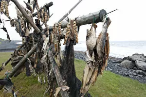 Images Dated 2nd April 2011: Cod on a drying rack, Iceland, Europe