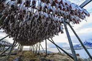 Images Dated 19th February 2014: Cod drying on racks in Norway