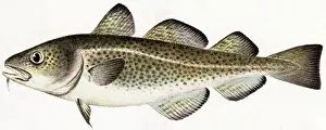 Cod Fish