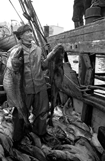 Roles And Occupatio Prints: Codfish Haul