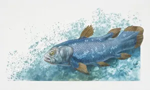 Swimming Gallery: Coelacanth, Latimera chalumnae, side view