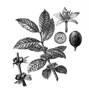 Coffee Drink Prints: Coffee
