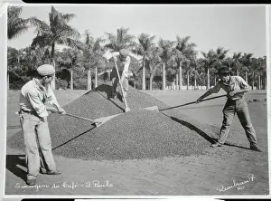 Coffee Bean Harvesters Shoveling Product