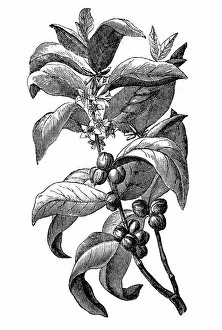 Plant Stem Gallery: Coffee branch