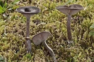 Coffee-brown Goblet Funnel Cap -Pseudoclitocybe cyathiformis-, Untergroningen, Abtsgmuend, Baden-Wurttemberg, Germany