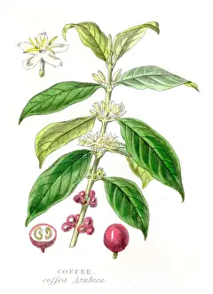 Coffee Crop Prints: Coffee crop botanical engraving 1857