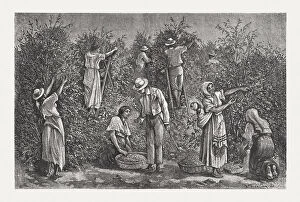 Working Collection: Coffee harvest in Costa Rica, wood engraving, published in 1888