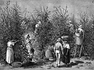 Production Prints: Coffee Picking In Costa Rica