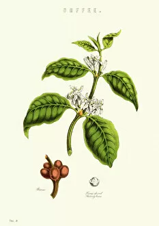 Crop Gallery: Coffee Plant