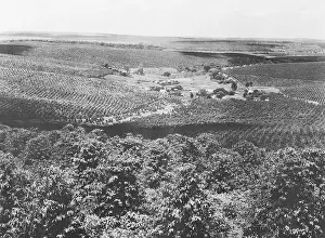 Sao Paulo Prints: Coffee Plantation in Brazil