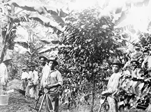 Costa Rica Prints: Coffee Plantation Workers