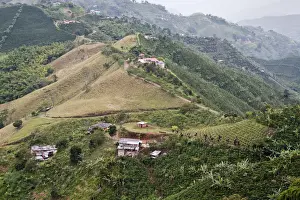 Colombia Prints: Coffee plantations in hilly landscape