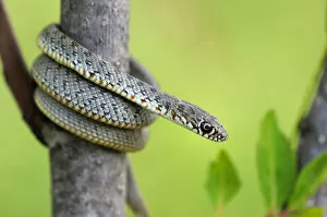 Bulgaria Gallery: Coiled Juvenile Caspian Whip Snake (Dolichophis caspius)