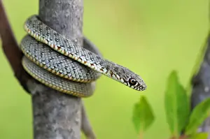 Colubrid Prints: Coiled Juvenile Caspian Whip Snake (Dolichophis caspius)