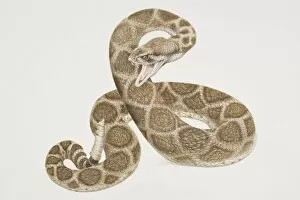 Coiling patterned Rattlesnake (crotalus sp.) poised to attack with open mouth