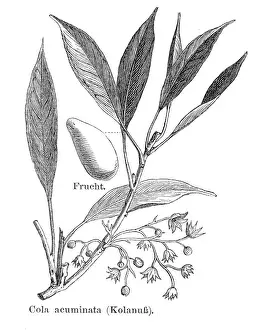 Cola acuminata engraving 1895