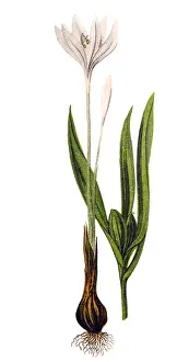 Colchicum autumnale, commonly known as autumn crocus, meadow saffron or naked ladies