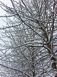 Troms Prints: Cold Snap