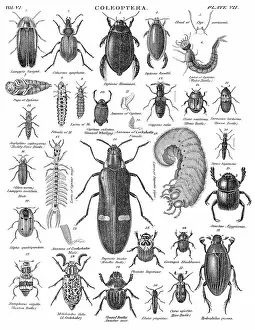Coleoptera beetles engraving 1884
