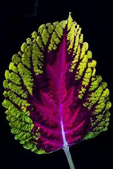 Images Dated 10th August 2013: Coleus leaf