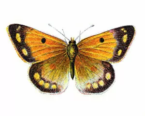 Natural World Collection: Colias Edusa, Clouded Yellow Butterfly
