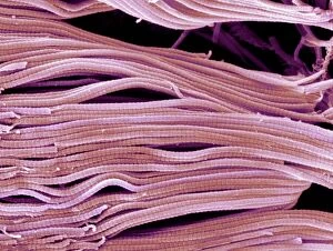 Biology Gallery: Collagen, Scanning electron micrograph (SEM)