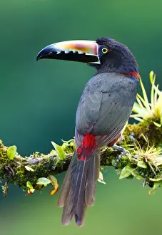Collared Aracari on branch