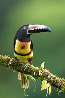 Collared Aracari perched