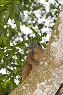 Lemur Prints: Collared Brown Lemur or Red-collared Lemur -Eulemur collaris- on a tree trunk