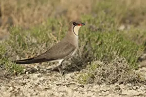 Central Macedonia Prints: Collared Pratincole or Common Pratincole -Glareola pratincola