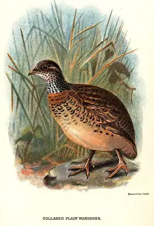 Collared Wanderer