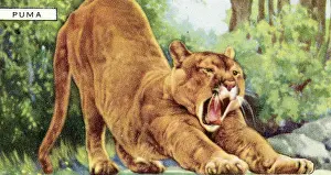Collectible Gallaher cigarette card, Puma, Wild Animals series, 1937